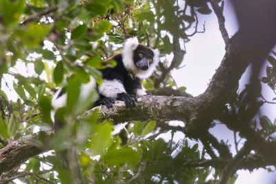 Black-and-white Ruffed Lemur - Varecia variegata