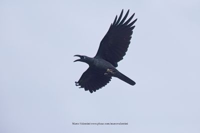 Long-billed Crow - Corvus validus