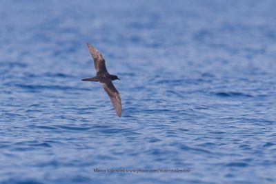 Bulwer's petrel - Bulweria bulwerii