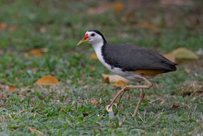 White-breasted Waterhen - Amaurornis phoenicurus