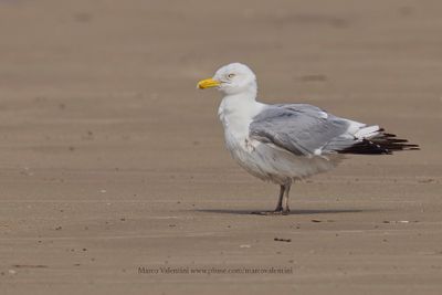 Herring Gull - Larus argentatus