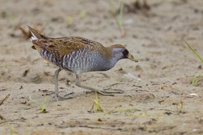 Sora - Porzana carolina