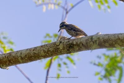 Sulawesi pygmy woodpecker - Yungipicus temminckii