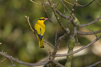 Black-naped Oriole - Oriolus chinensis