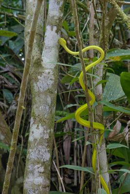 Asian Vine Snake - Ahaetulla prasina