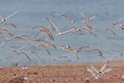 Sandwich Tern - Sterna sandvicensis