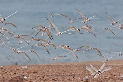 Sandwich Tern - Sterna sandvicensis