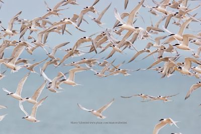 Sandwich Tern - Sterna sandvicensis