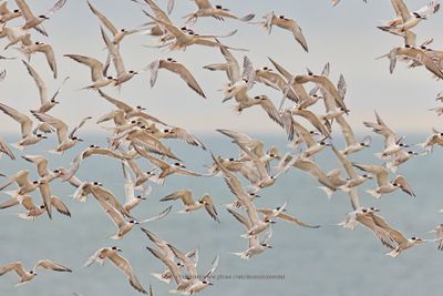 Common Tern - Sterna hirundo