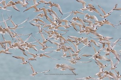 Common Tern - Sterna hirundo