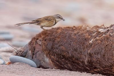 Cape wagtail - Motacilla capensis