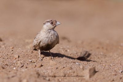 Grey-backed Sparrow-lark - Eremopteryx verticalis