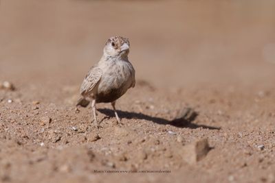 Grey-backed Sparrow-lark - Eremopteryx verticalis