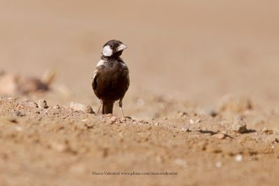 Grey-backed Sparrow-lark - Eremopteryx verticalis