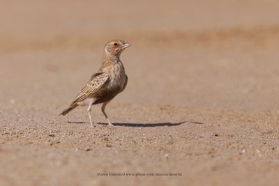 Grey-backed Sparrow-lark - Eremopteryx verticalis