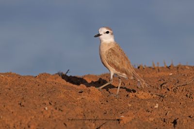 White-fronted Plover - Charadrius marginatus