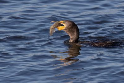 Double-crested Cormorant - Phalacrocorax auritus