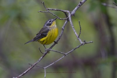 Yellow-rumped Warbler - Setophaga coronata