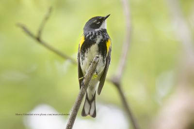 Yellow-rumped Warbler - Setophaga coronata