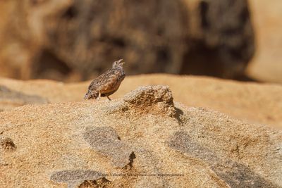 Hartlaub's Spurfowl - Pternistis hartlaubi