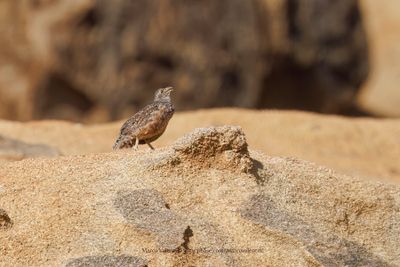 Hartlaub's Spurfowl - Pternistis hartlaubi
