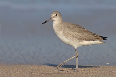 Willet - Tringa semipalmata