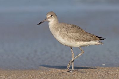 Willet - Tringa semipalmata