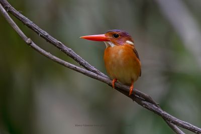 Sulawesi Dwarf Kingfisher - Ceyx fallax