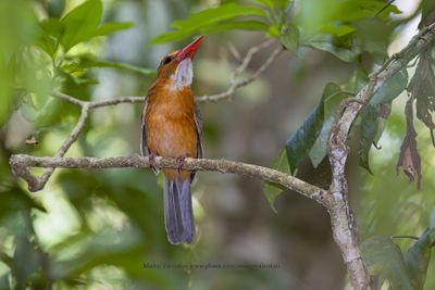 Green-backed Kingfisher - Actenoides monachus