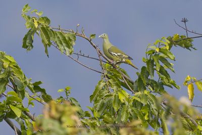 Gray-cheeked Green-Pigeon - Treron griseicauda