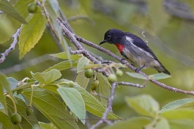 Gray-sided Flowerpecker - Dicaeum celebicum