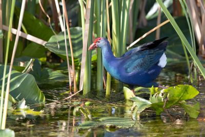 Grey-headed Swamphen - Porphyrio poliocephalus