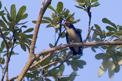 Scarlet-backed Flowerpecker -  Dicaeum cruentatum