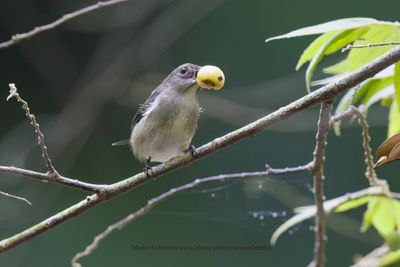 Scarlet-backed Flowerpecker -  Dicaeum cruentatum