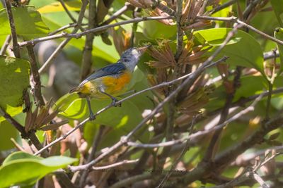 Orange-bellied Flowerpecker - Dicaeum trigonostigma