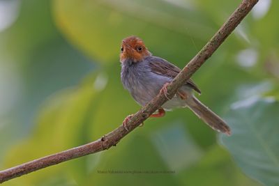 Ashy Tailorbird  - Orthotomus ruficeps