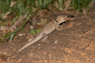 Madagascar Collared Iguana - Oplurus cuvieri