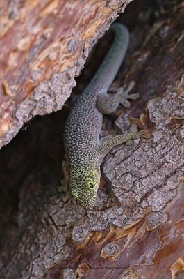 Standing's Day Gecko - Phelsuma standingii