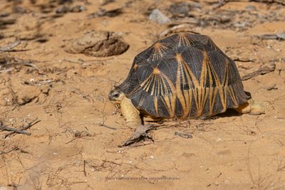Radiated Tortoise - Astrochelys radiata