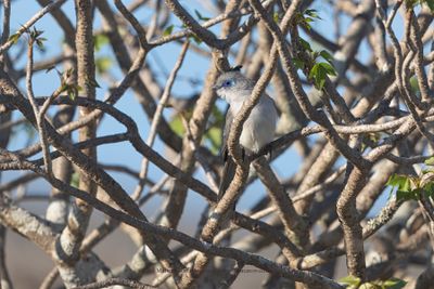 Verreaux Coua - Coua verreauxi