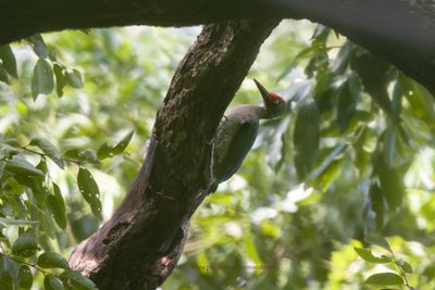 Ashy Woodpecker - Mulleripicus fulvus