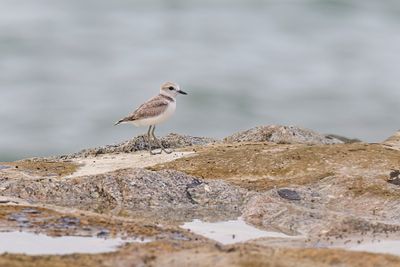 Malaysian Plover - Anarhynchus peronii