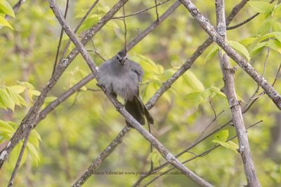 Gray Catbird - Dumetella carolinensis