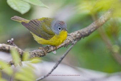 Nashville Warbler - Leiothlypis ruficapilla