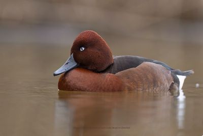 Ferruginous Duck - Aythya nyroca