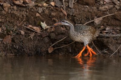 African finfoot - Podica senegalensis