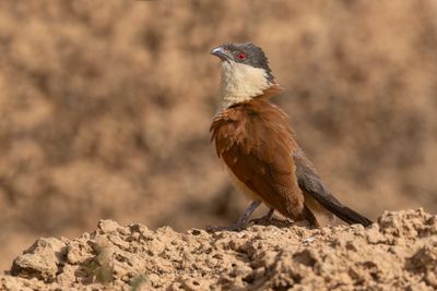 Senegal Coucal - Centropus senegalensis