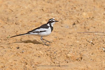 African pied Wagtail - Motacilla aguimp