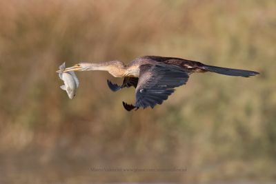 African darter - Anhinga rufa