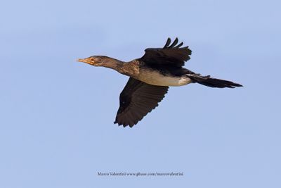 Long-tailed cormorant - Microcarbo africanus
